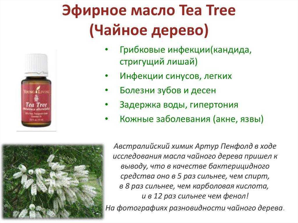 Масло чайного дерева для волос: как использовать, применять от перхоти, выпадения, для роста, укрепления кончиков, как добавить в шампунь, отзывы »